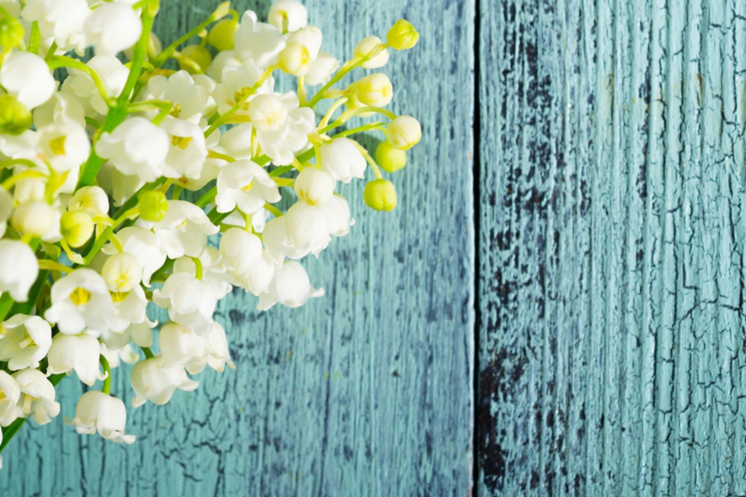 © tstock - stock.adobe.com Foto: Blumen vor blauer Holzwand