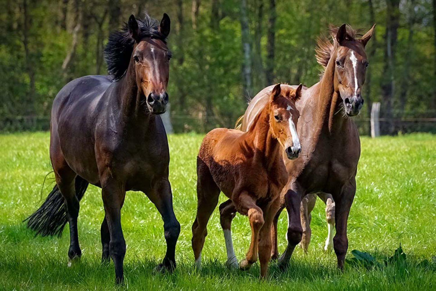 © countrypixel - stock.adobe.com Foto: Pferde