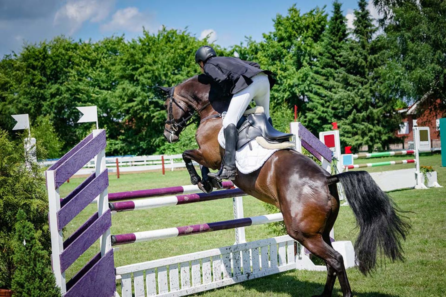 © countrypixel - stock.adobe.com Foto: Springreiten