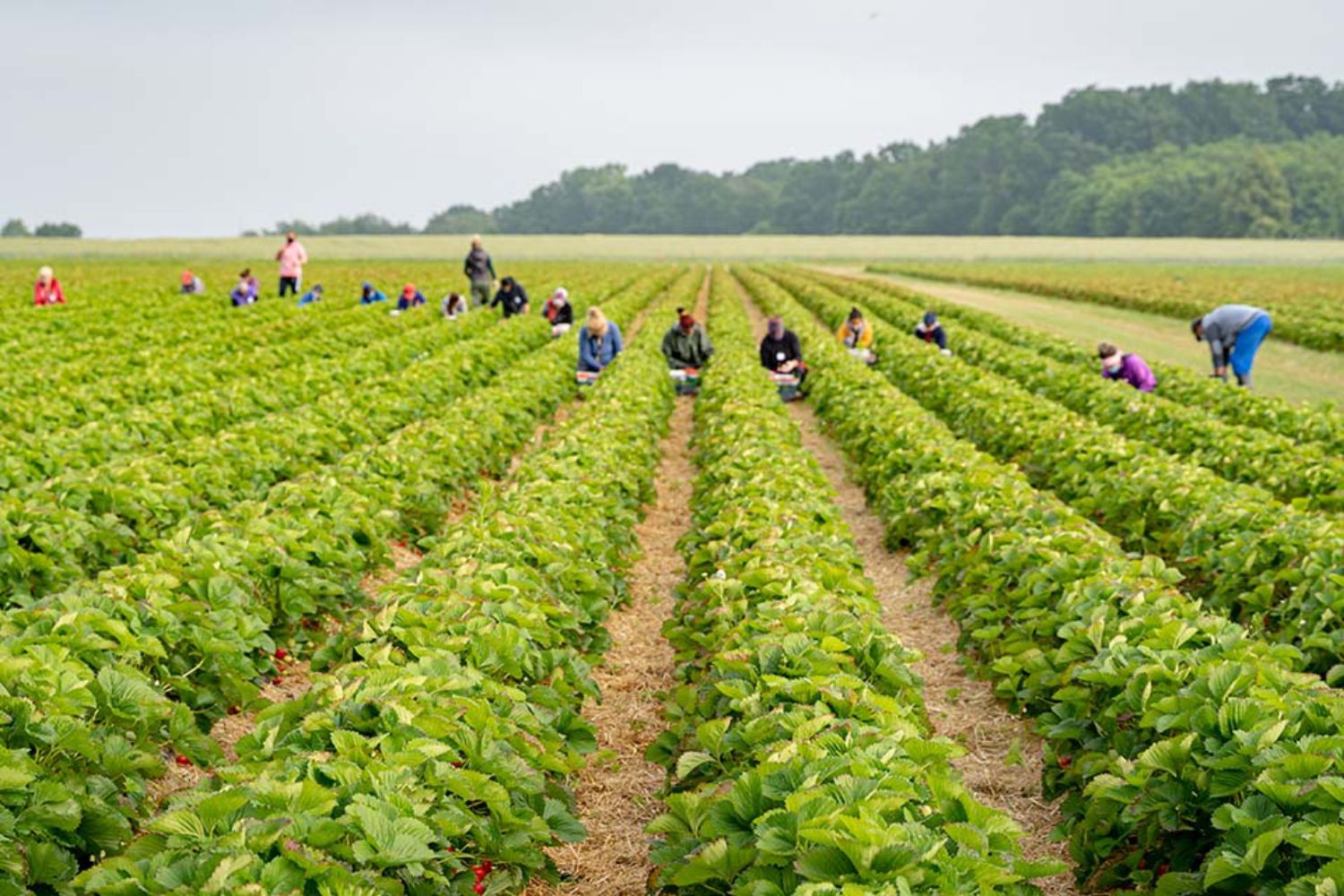 © countrypixel - stock.adobe.com Foto: Händische Ernte