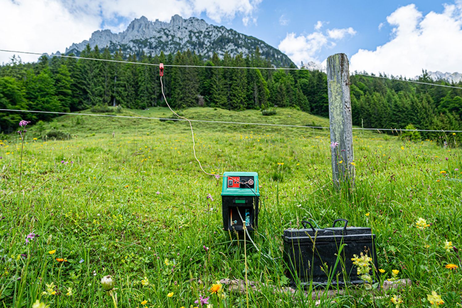 © Countrypixel - stock.adobe.com Foto: Weide