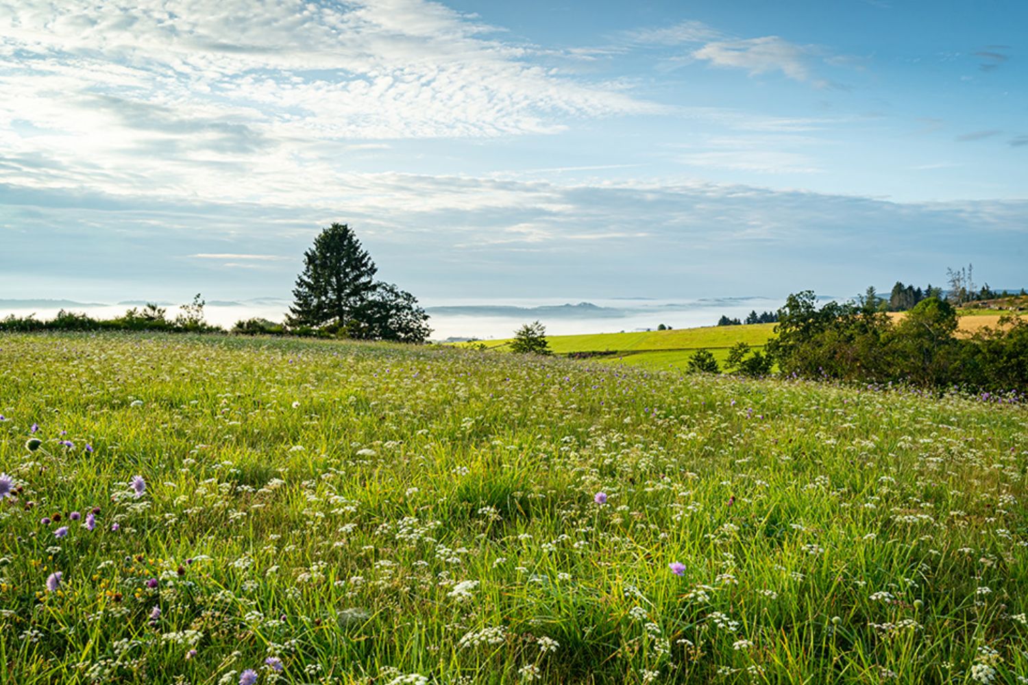 © countrypixel - stock.adobe.com Foto: Wiese
